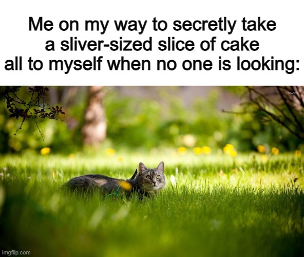 Who else does this? :] | Me on my way to secretly take a sliver-sized slice of cake all to myself when no one is looking: | image tagged in surprised koala | made w/ Imgflip meme maker