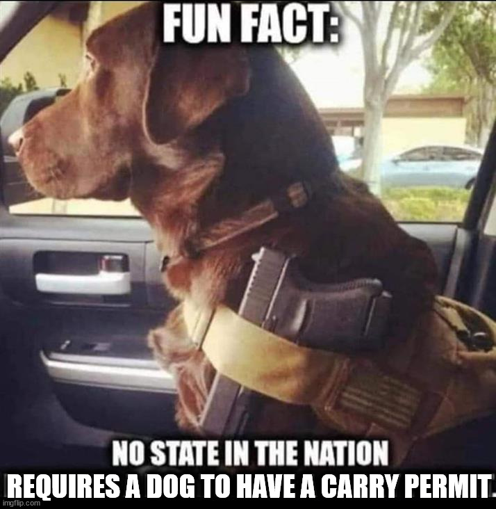 REQUIRES A DOG TO HAVE A CARRY PERMIT | made w/ Imgflip meme maker