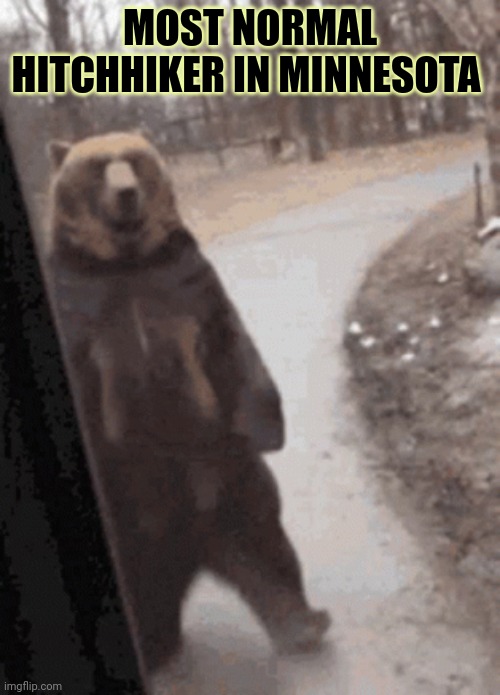 But why? Why would you do that? | MOST NORMAL HITCHHIKER IN MINNESOTA | image tagged in but why why would you do that,bear | made w/ Imgflip meme maker