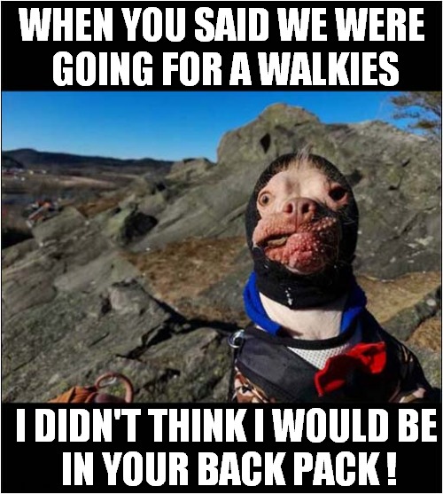 One Unimpressed Dog | WHEN YOU SAID WE WERE
 GOING FOR A WALKIES; I DIDN'T THINK I WOULD BE
 IN YOUR BACK PACK ! | image tagged in dogs,walkies,backpack,unimpressed | made w/ Imgflip meme maker