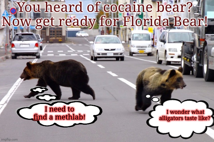 Florida Bear | You heard of cocaine bear? Now get ready for Florida Bear! I need to find a methlab! I wonder what alligators taste like? | image tagged in florida,bear,he loves pills,but why why would you do that | made w/ Imgflip meme maker