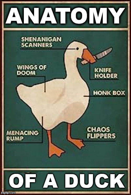 ANATOMY; OF A DUCK | image tagged in ducks | made w/ Imgflip meme maker