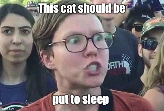 Triggered Liberal | This cat should be put to sleep | image tagged in triggered liberal | made w/ Imgflip meme maker