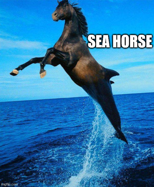 SEA HORSE | image tagged in eyeroll | made w/ Imgflip meme maker
