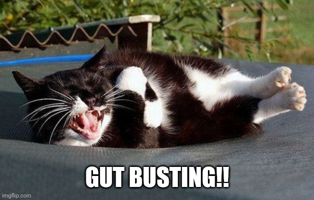ROTFL Cat | GUT BUSTING!! | image tagged in rotfl cat | made w/ Imgflip meme maker