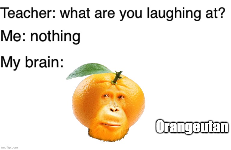 Orange + utan | Orangeutan | image tagged in teacher what are you laughing at | made w/ Imgflip meme maker