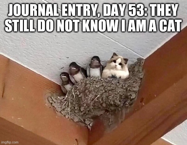 JOURNAL ENTRY, DAY 53: THEY STILL DO NOT KNOW I AM A CAT | image tagged in cats,cat,birds,bird,diary,spy | made w/ Imgflip meme maker