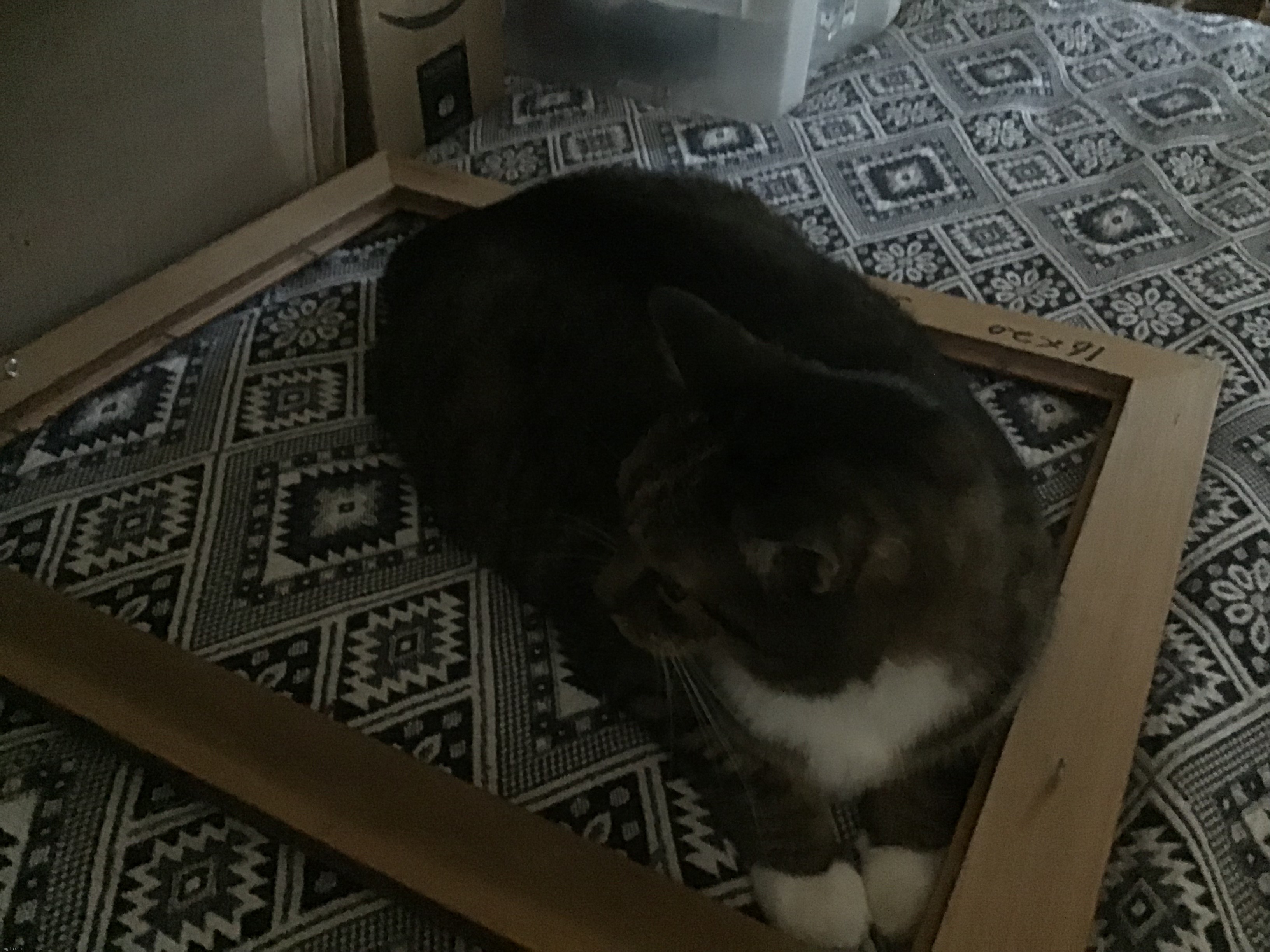 cat | made w/ Imgflip meme maker