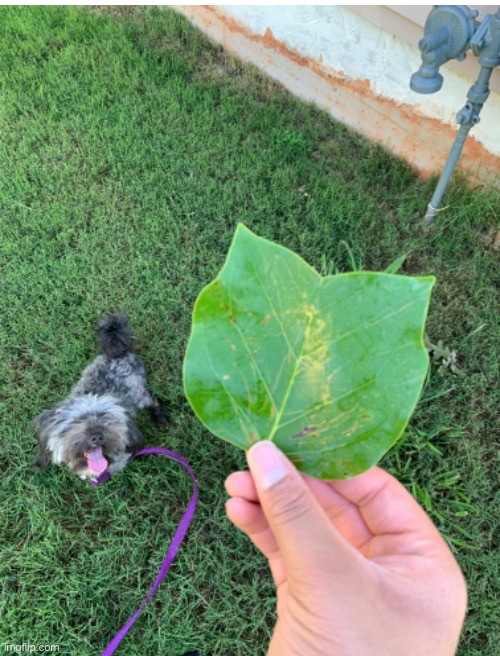 Oddly satisfying looking leaf I found with my dog in the background | image tagged in photos,nature | made w/ Imgflip meme maker