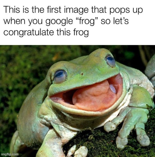 image tagged in frogs,memes,funny | made w/ Imgflip meme maker
