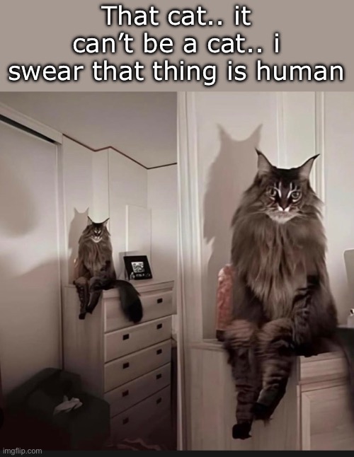 Next thing you know, that cat is gonna walk. Like a human. | That cat.. it can’t be a cat.. i swear that thing is human | image tagged in memes,cat,human | made w/ Imgflip meme maker