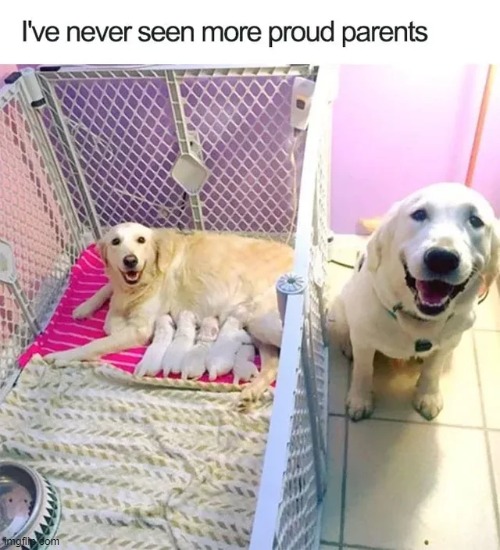 image tagged in dogs,wholesome,memes,funny | made w/ Imgflip meme maker