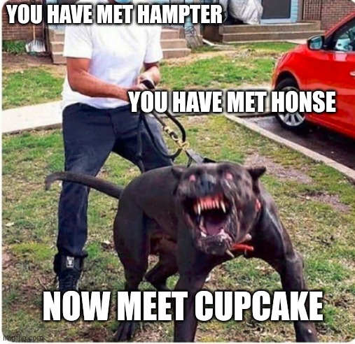 no not my toddler | YOU HAVE MET HAMPTER; YOU HAVE MET HONSE; NOW MEET CUPCAKE | image tagged in scary dog meme | made w/ Imgflip meme maker