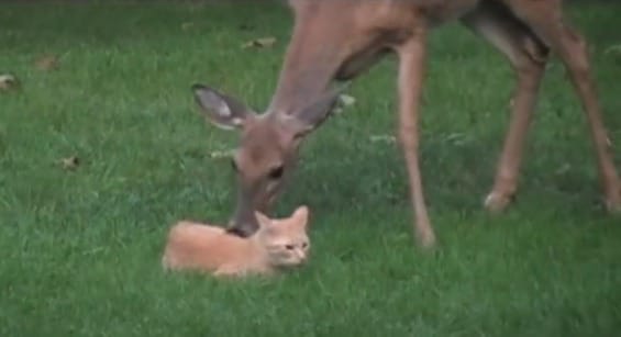 Deer biting cat Blank Meme Template