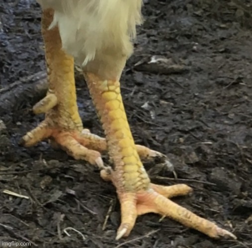 How do you like my feet pics | made w/ Imgflip meme maker