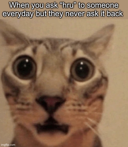 flabbergasted cat | When you ask “hru” to someone everyday but they never ask it back | image tagged in flabbergasted cat | made w/ Imgflip meme maker