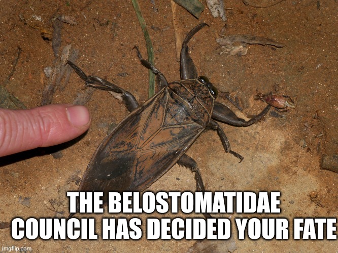These are 5 inches | THE BELOSTOMATIDAE COUNCIL HAS DECIDED YOUR FATE | image tagged in nature is scary | made w/ Imgflip meme maker