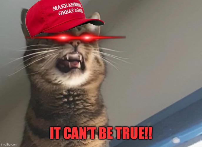 wtf cat | IT CAN’T BE TRUE!! | image tagged in wtf cat | made w/ Imgflip meme maker