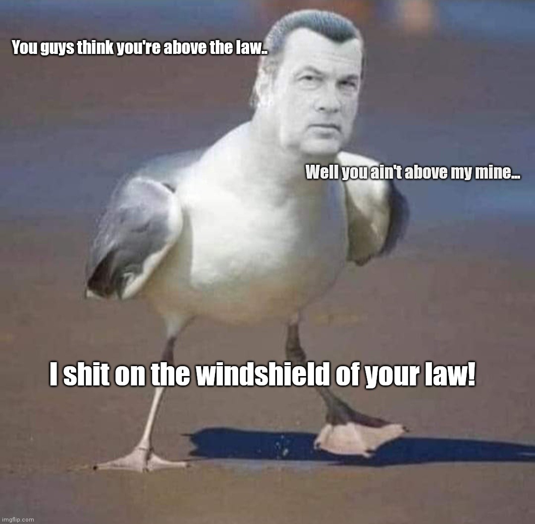 Steven Seagull | You guys think you're above the law.. Well you ain't above my mine... I shit on the windshield of your law! | image tagged in funny | made w/ Imgflip meme maker