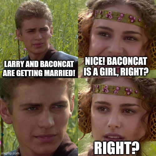 Anakin Padme 4 Panel | LARRY AND BACONCAT ARE GETTING MARRIED! NICE! BACONCAT IS A GIRL, RIGHT? RIGHT? | image tagged in anakin padme 4 panel | made w/ Imgflip meme maker