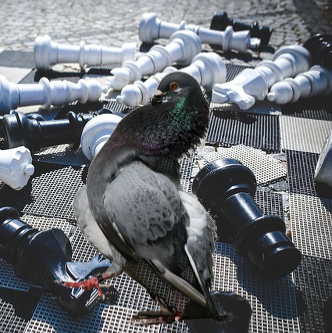 High Quality Pigeon chess Blank Meme Template