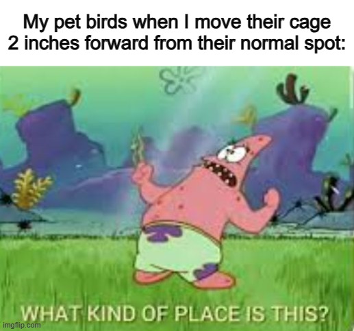 So true XD | My pet birds when I move their cage 2 inches forward from their normal spot: | image tagged in patrick what kind of place is this | made w/ Imgflip meme maker