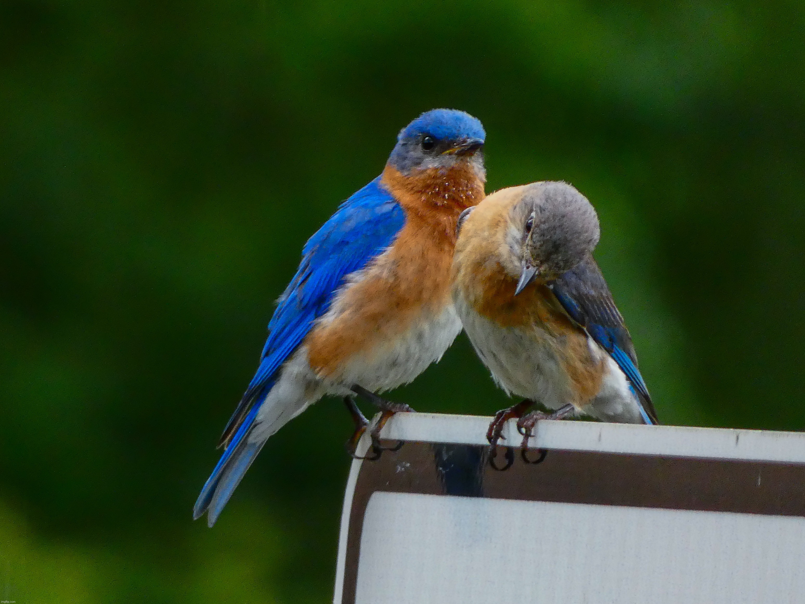 When I was offline at the other house I was surprised to see that the area had Eastern Bluebirds! I got a pic of a male + female | image tagged in share your own photos | made w/ Imgflip meme maker