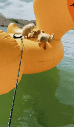 Duck drop - Imgflip