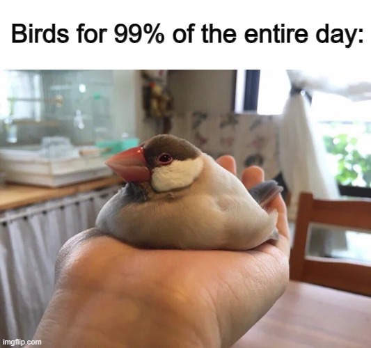 At least for my pet birds, they aren't ever really active :/ | Birds for 99% of the entire day: | made w/ Imgflip meme maker