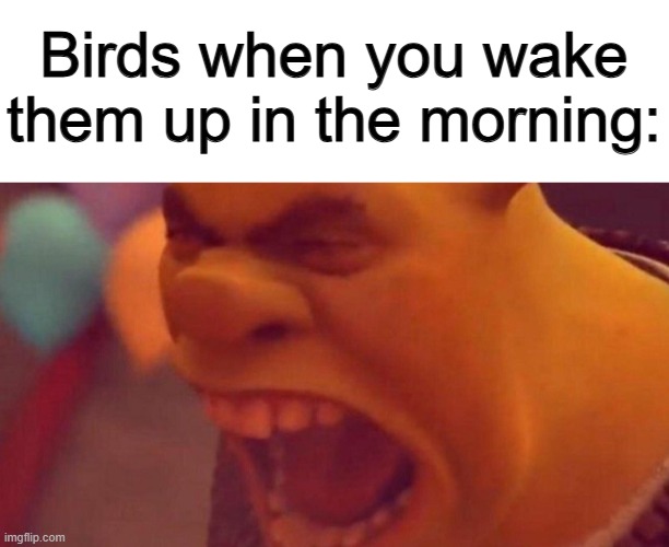 "TWEET TWEET TWEET" | Birds when you wake them up in the morning: | made w/ Imgflip meme maker