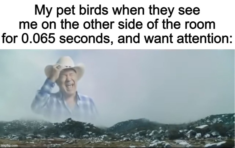 My pet birds love attention :) | My pet birds when they see me on the other side of the room for 0.065 seconds, and want attention: | image tagged in ahhhhhh | made w/ Imgflip meme maker