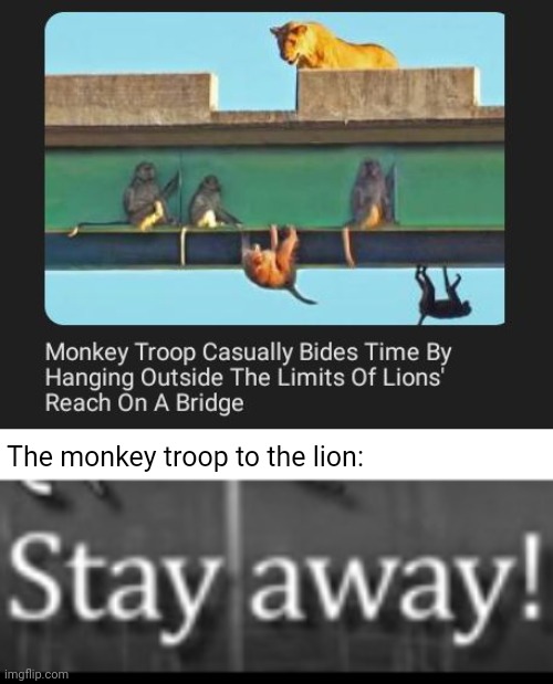 Monkey troop shielding themselves from danger of lion | The monkey troop to the lion: | image tagged in stay away,monkey,troop,lion,lions,memes | made w/ Imgflip meme maker