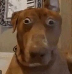 High Quality shocked dog Blank Meme Template