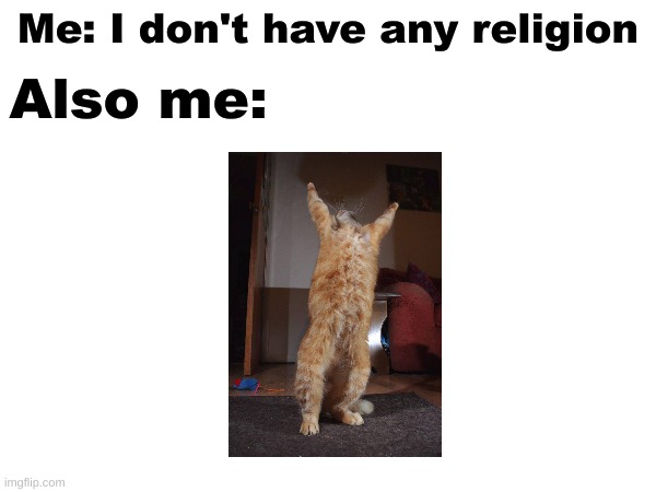 Praying cat | Also me:; Me: I don't have any religion | image tagged in cats,memes,religion,atheist,funny | made w/ Imgflip meme maker