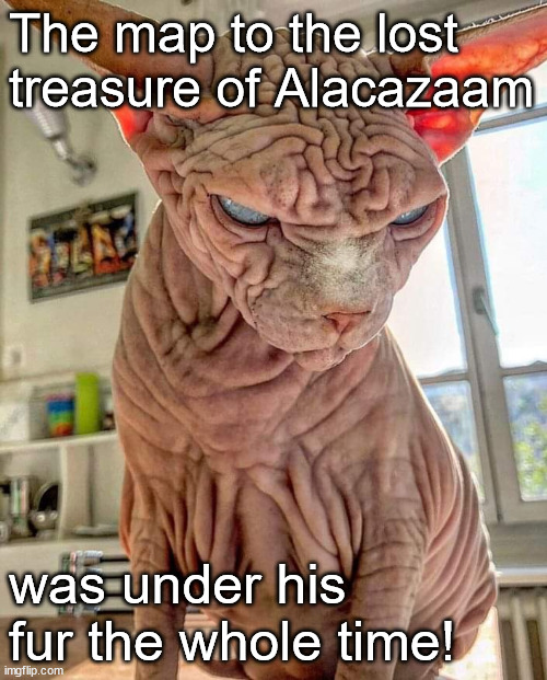 The Map | The map to the lost treasure of Alacazaam; was under his fur the whole time! | image tagged in bald,cat,treasure,map,dnd | made w/ Imgflip meme maker