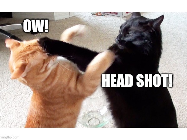 Head Shot! | OW! HEAD SHOT! | image tagged in cats | made w/ Imgflip meme maker