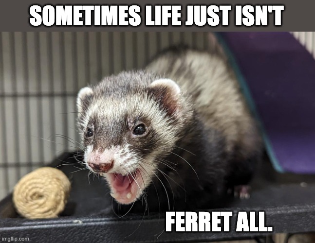 Life | SOMETIMES LIFE JUST ISN'T; FERRET ALL. | image tagged in bad pun | made w/ Imgflip meme maker