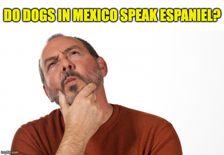 Dogs | DO DOGS IN MEXICO SPEAK ESPANIEL? | image tagged in hmmm | made w/ Imgflip meme maker