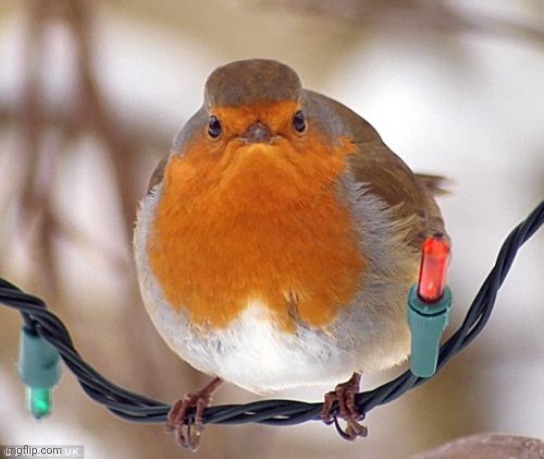 Bah Humbug Meme | image tagged in memes,bah humbug | made w/ Imgflip meme maker