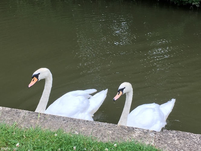 While I was feeding the ducks some swans came over (Canal photo #6) | image tagged in share your photos | made w/ Imgflip meme maker