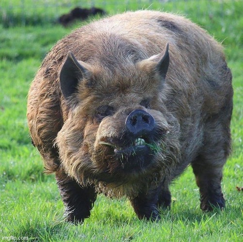 Hairy Boar | image tagged in hairy boar | made w/ Imgflip meme maker