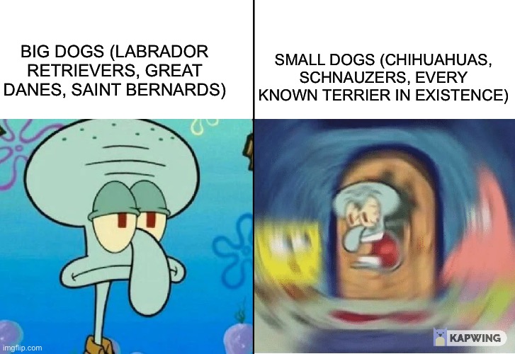 Too true lol | SMALL DOGS (CHIHUAHUAS, SCHNAUZERS, EVERY KNOWN TERRIER IN EXISTENCE); BIG DOGS (LABRADOR RETRIEVERS, GREAT DANES, SAINT BERNARDS) | image tagged in spongebob squidward calm vs squidward yelling,big dog small dog,dogs,doge,squidward,doggo | made w/ Imgflip meme maker
