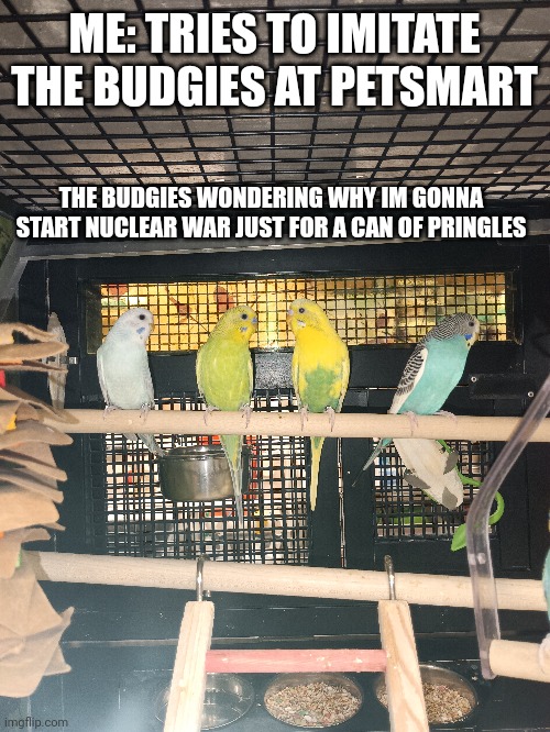 This photo was actually taken by me at a PetSmart | ME: TRIES TO IMITATE THE BUDGIES AT PETSMART; THE BUDGIES WONDERING WHY IM GONNA START NUCLEAR WAR JUST FOR A CAN OF PRINGLES | image tagged in memes | made w/ Imgflip meme maker