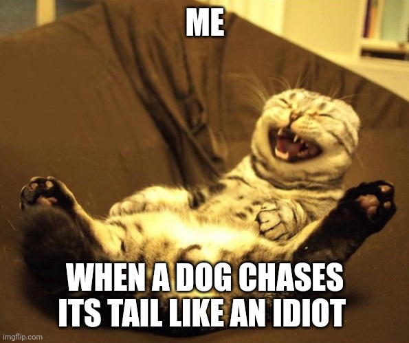 Look at him! Chasing his tail... | ME; WHEN A DOG CHASES ITS TAIL LIKE AN IDIOT | image tagged in laughing cat | made w/ Imgflip meme maker