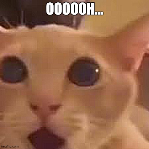 Cat | OOOOOH... | image tagged in cat | made w/ Imgflip meme maker