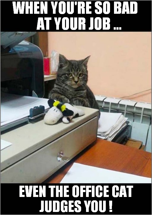 It's That Look ... | WHEN YOU'RE SO BAD
   AT YOUR JOB ... EVEN THE OFFICE CAT
JUDGES YOU ! | image tagged in cats,office,job,judgement | made w/ Imgflip meme maker