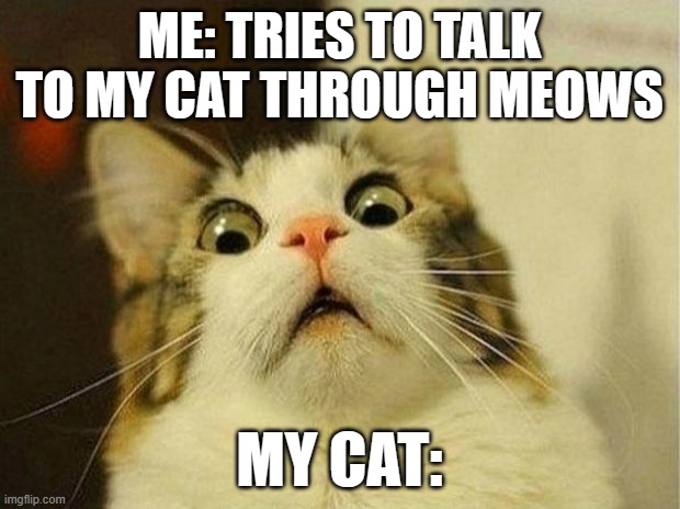 Scared Cat Meme | ME: TRIES TO TALK TO MY CAT THROUGH MEOWS; MY CAT: | image tagged in memes,scared cat | made w/ Imgflip meme maker
