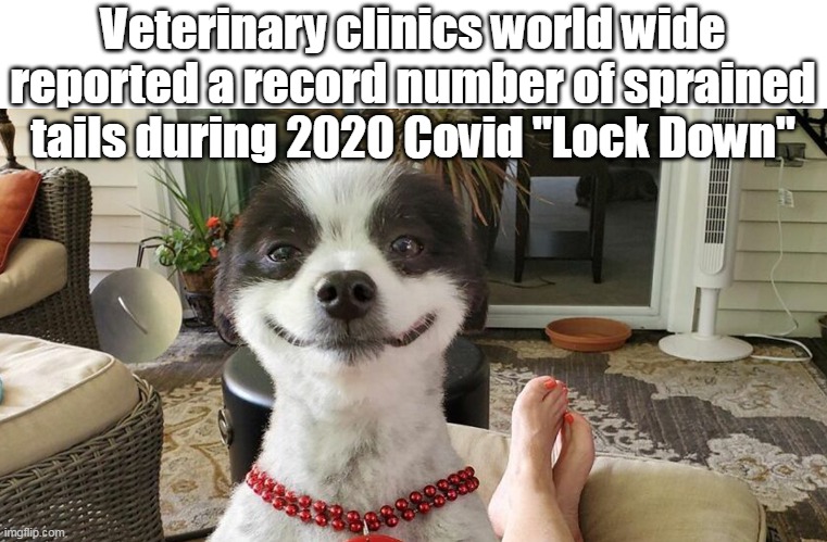 The only "Good" ? thing resulting from the Scamdemic | Veterinary clinics world wide reported a record number of sprained tails during 2020 Covid "Lock Down" | image tagged in families home dog tail meme | made w/ Imgflip meme maker