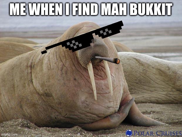 Walrus | ME WHEN I FIND MAH BUKKIT | image tagged in walrus | made w/ Imgflip meme maker