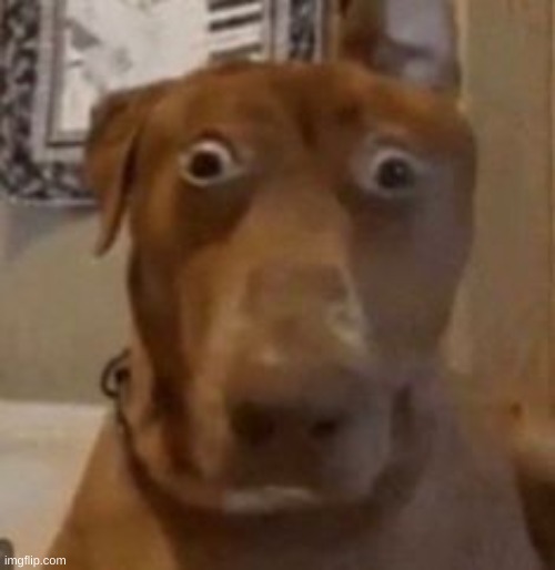 shocked dog | image tagged in shocked dog | made w/ Imgflip meme maker